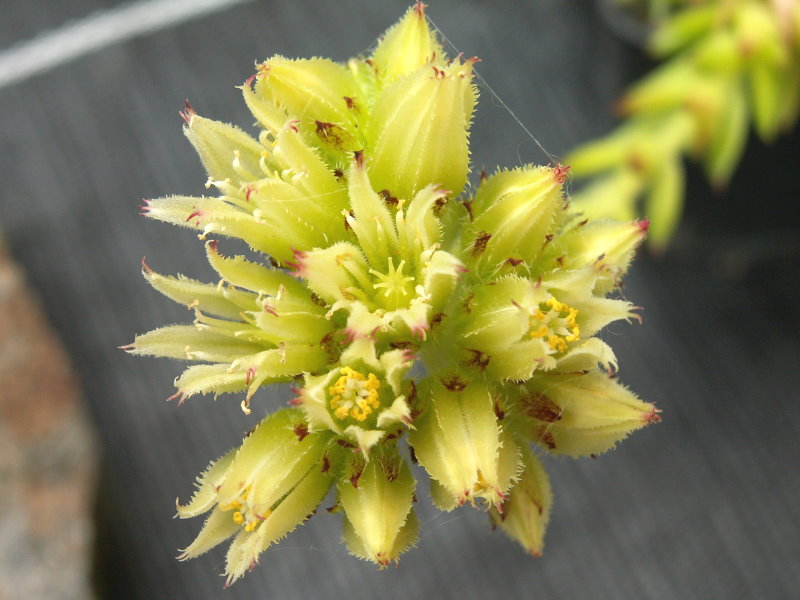 globiferum ssp. hirtum from Dunajec