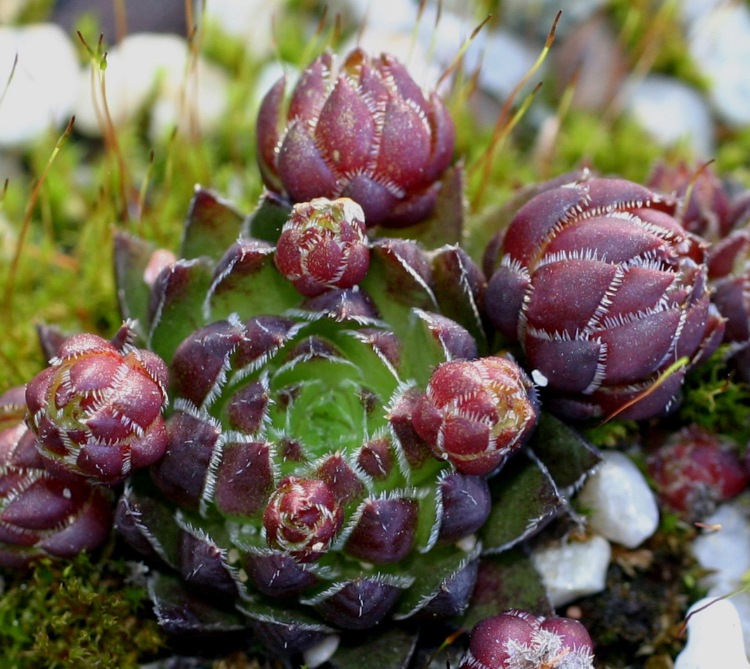 globiferum ssp. hirtum from Nitra