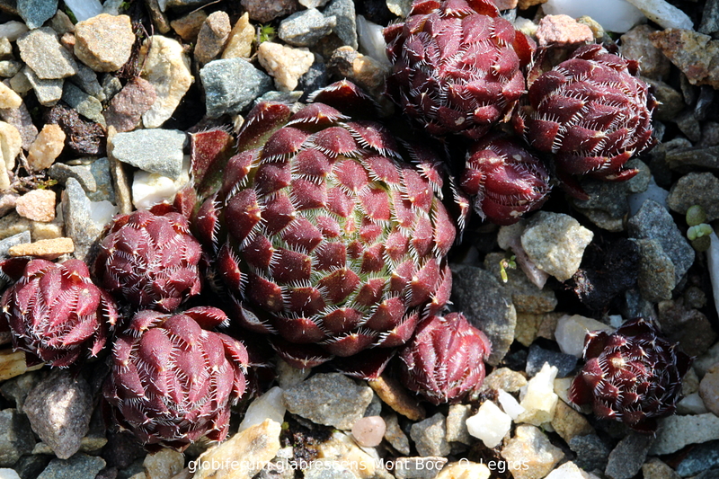 globiferum ssp. hirtum from Mont Boc