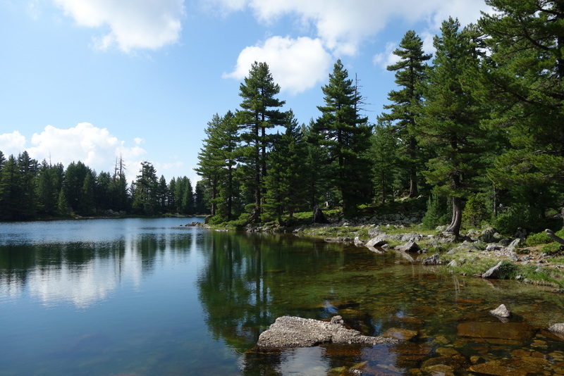 heuffelii from Hridski jezero