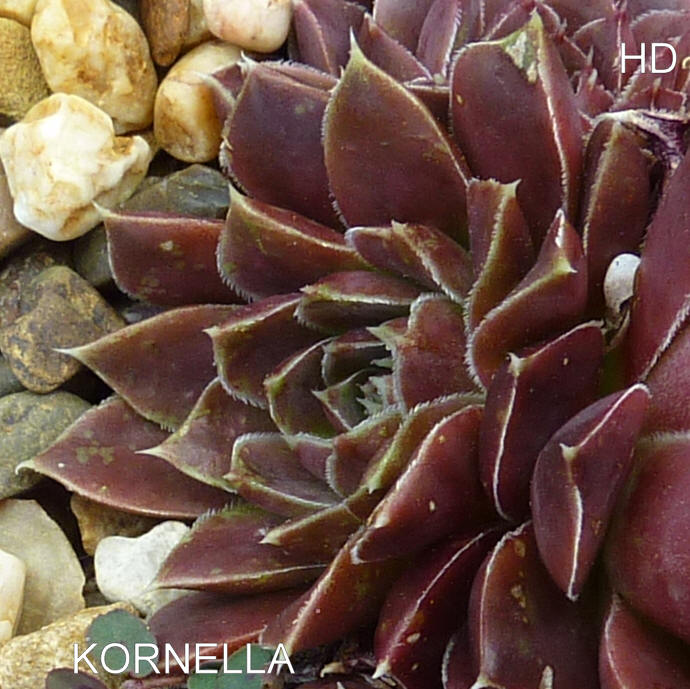 Kornella / Jovi