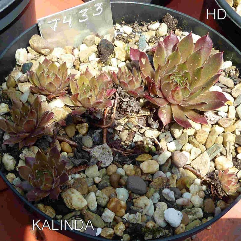 Kalinda