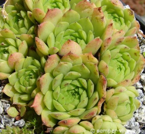 ingwersenii (Typ PH992)