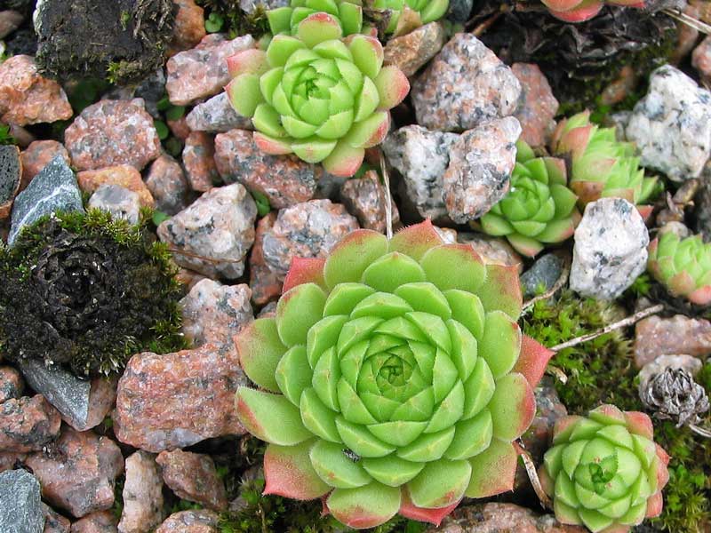 ingwersenii (Typ PH992)
