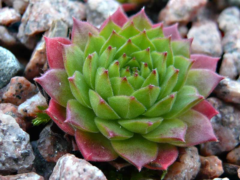 ingwersenii (Typ PH992)