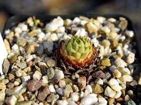 ingwersenii