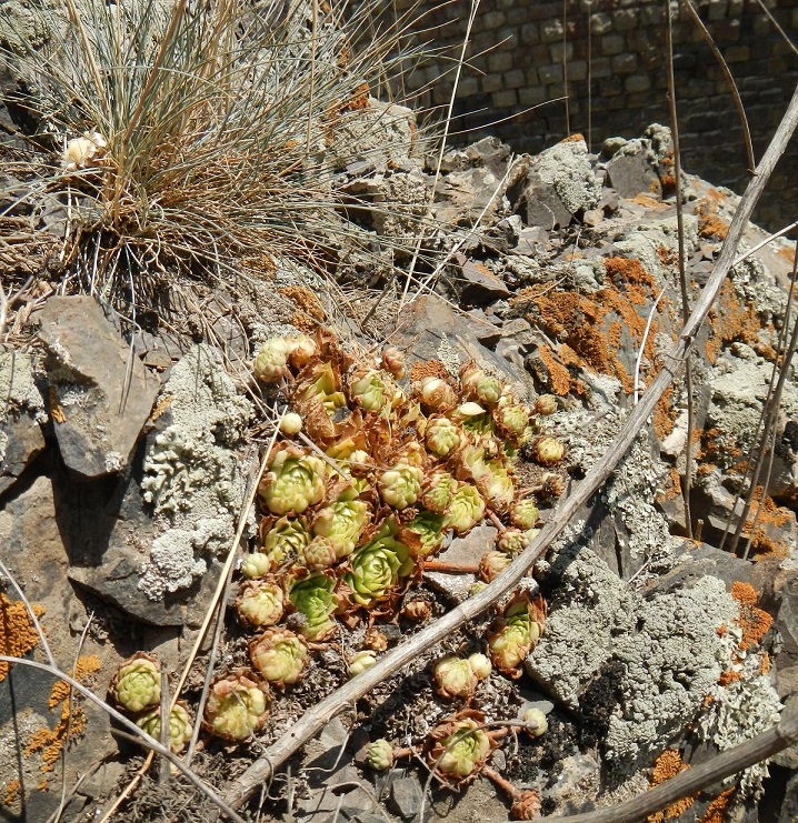 iranicum from Siyah Bisheh