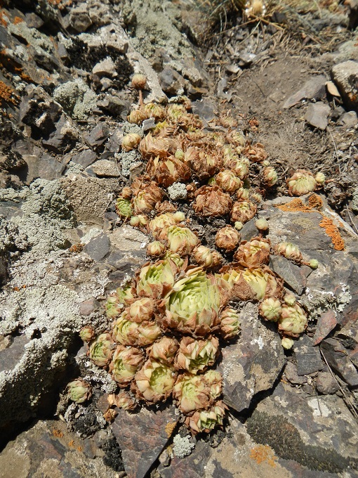 iranicum from Siyah Bisheh