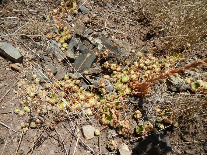 iranicum from Siyah Bisheh