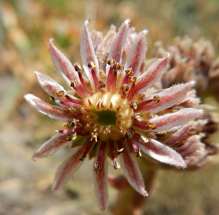iranicum from Siyah Bisheh