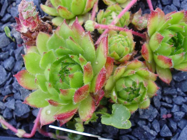 iranicum
