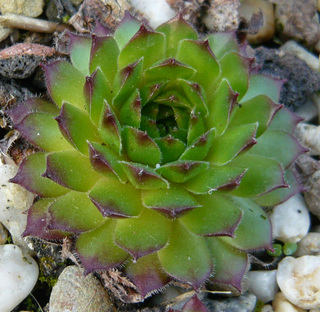 iranicum