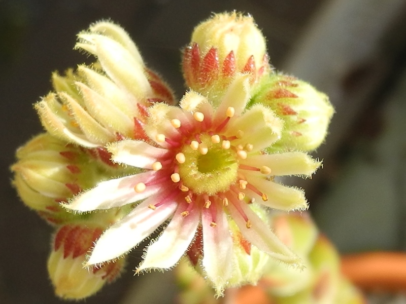 iranicum