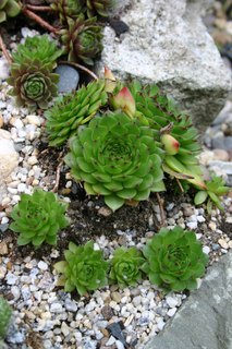 iranicum