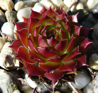 iranicum
