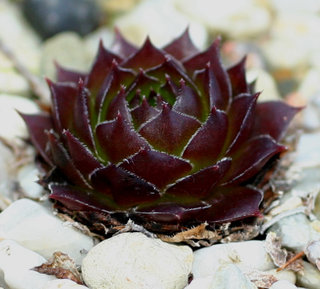 iranicum