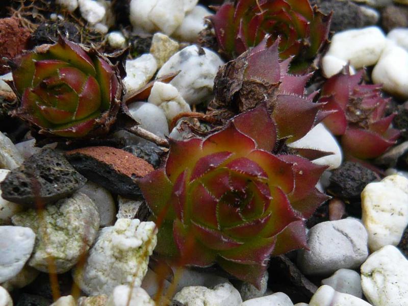 iranicum