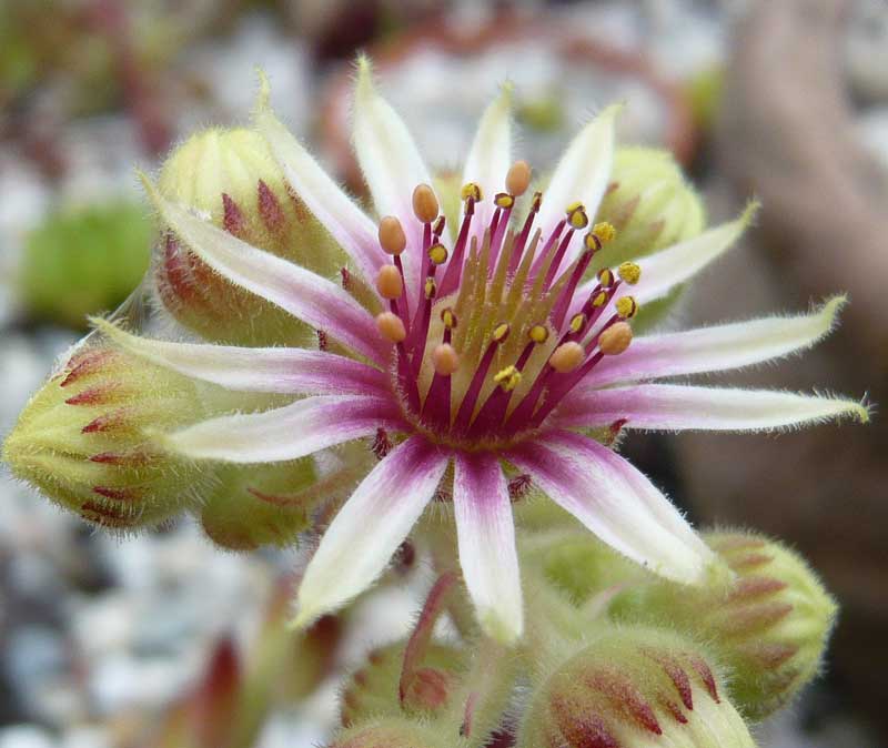 iranicum
