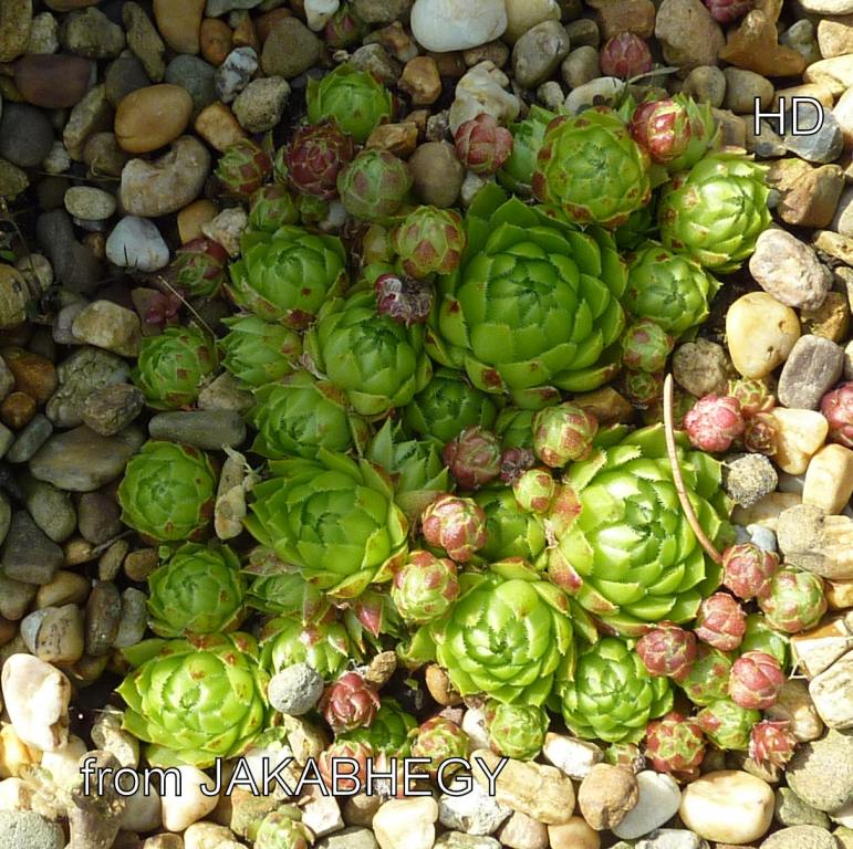 globiferum ssp. globiferum from Jakab-hegy