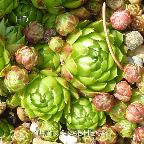 globiferum ssp. globiferum from Jakab-hegy