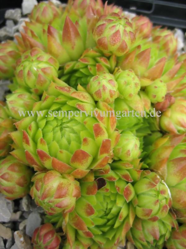 globiferum ssp. hirtum from Annenheim