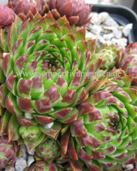 globiferum ssp. hirtum from Hornad-Durchbruch