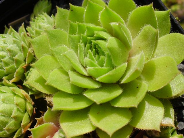 cantabricum (vicentei) from Picos de Urbion
