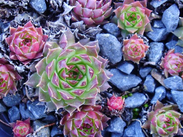 caucasicum