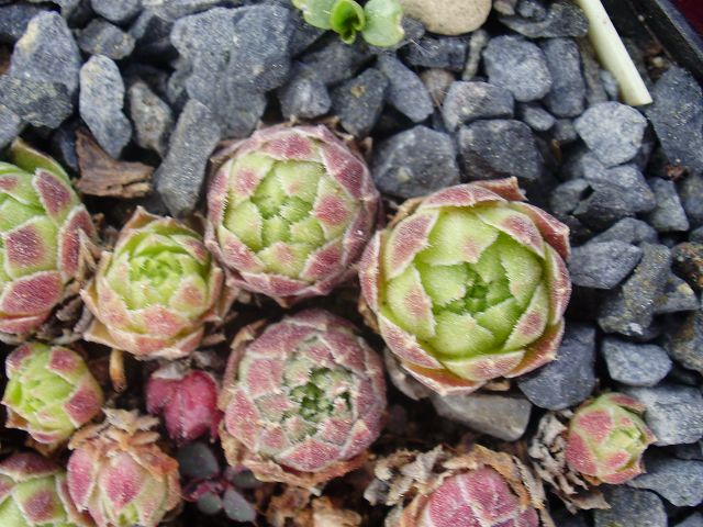 cantabricum ssp. cantabricum from Picos de Europa