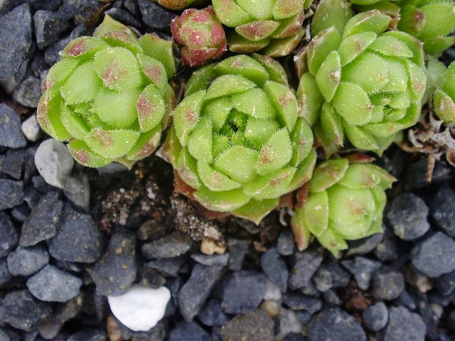 cantabricum ssp. urbionense