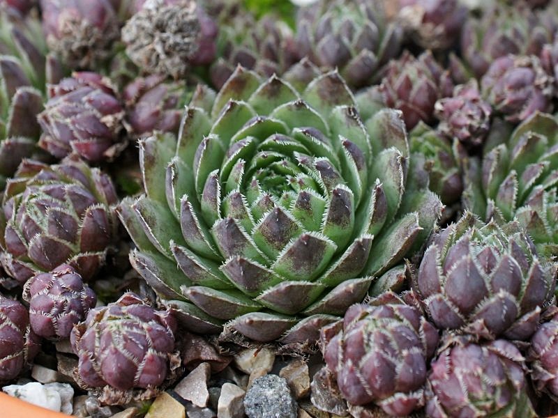 globiferum ssp. hirtum from Eger