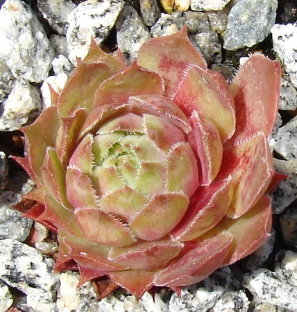 Korspelse Heide Boy