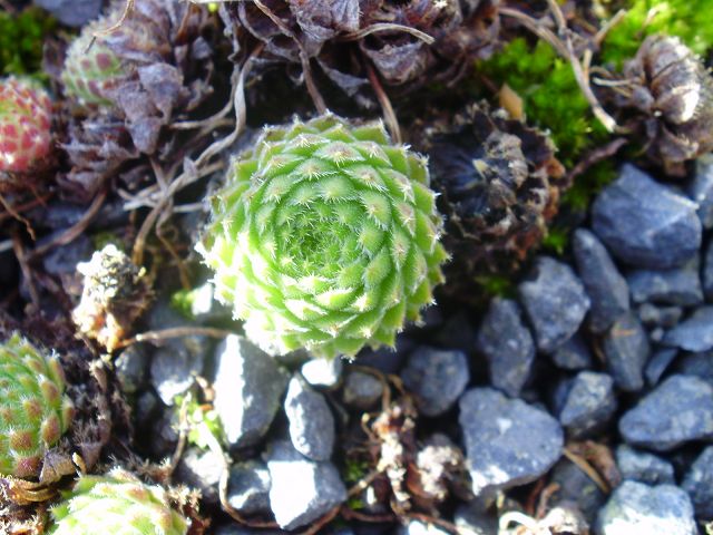 ciliosum ssp. octopodes (apetalum)
