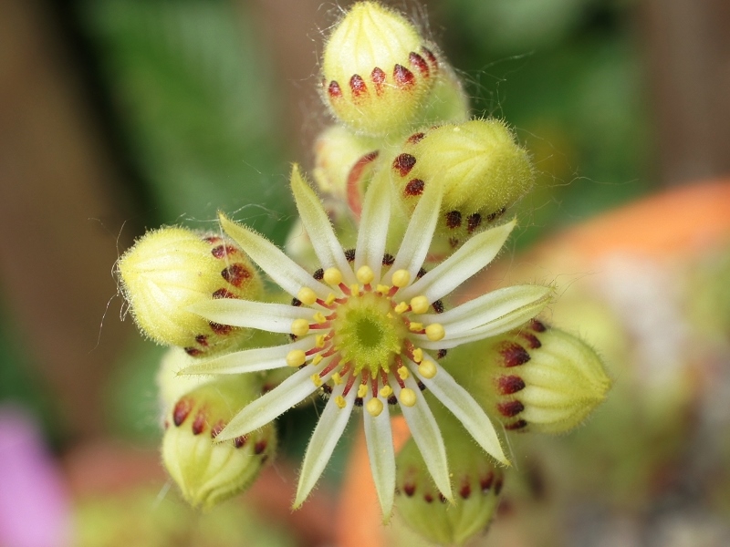 leucanthum from Pastra