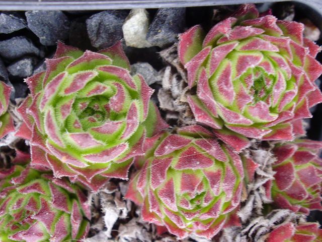 fimbriatum