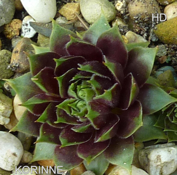 Korinne