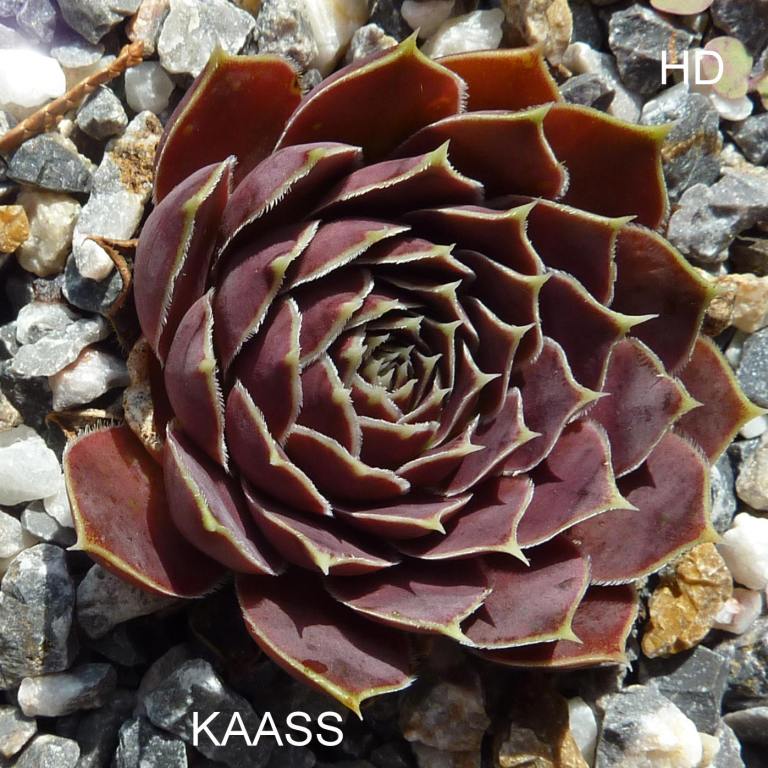 Kaass / Jovi