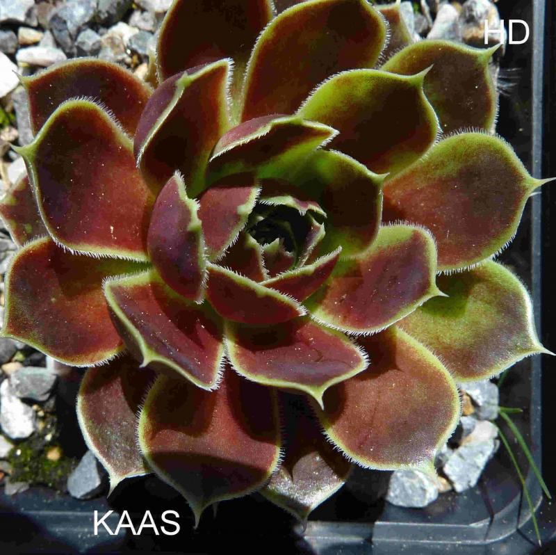 Kaass / Jovi