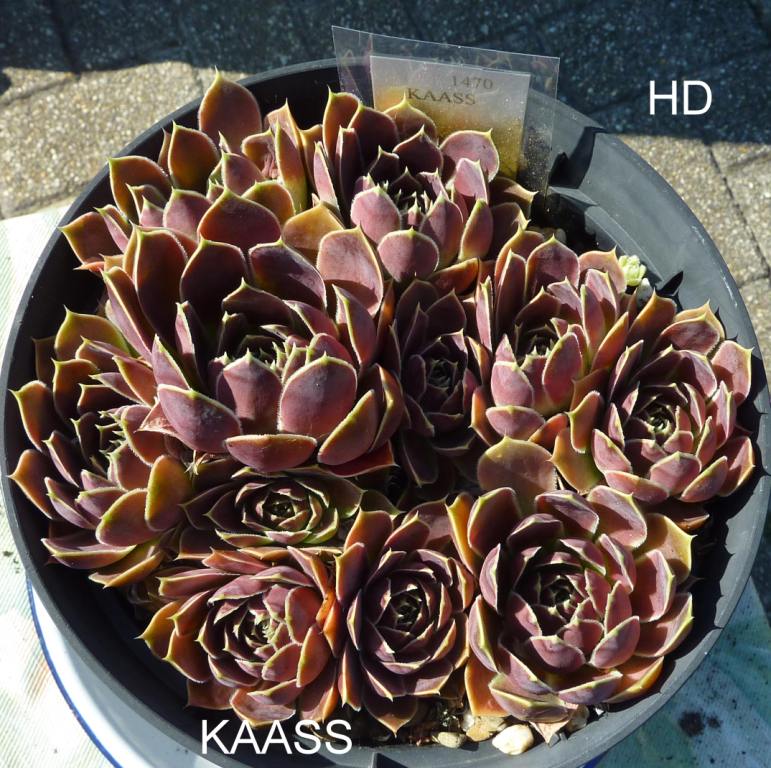 Kaass / Jovi