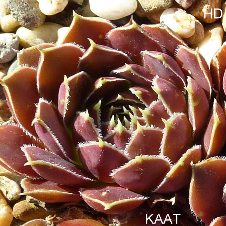 Kaat / Jovi