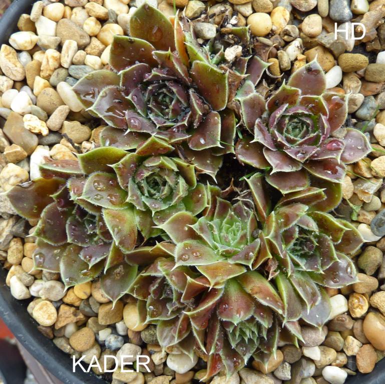 Kader / Jovi