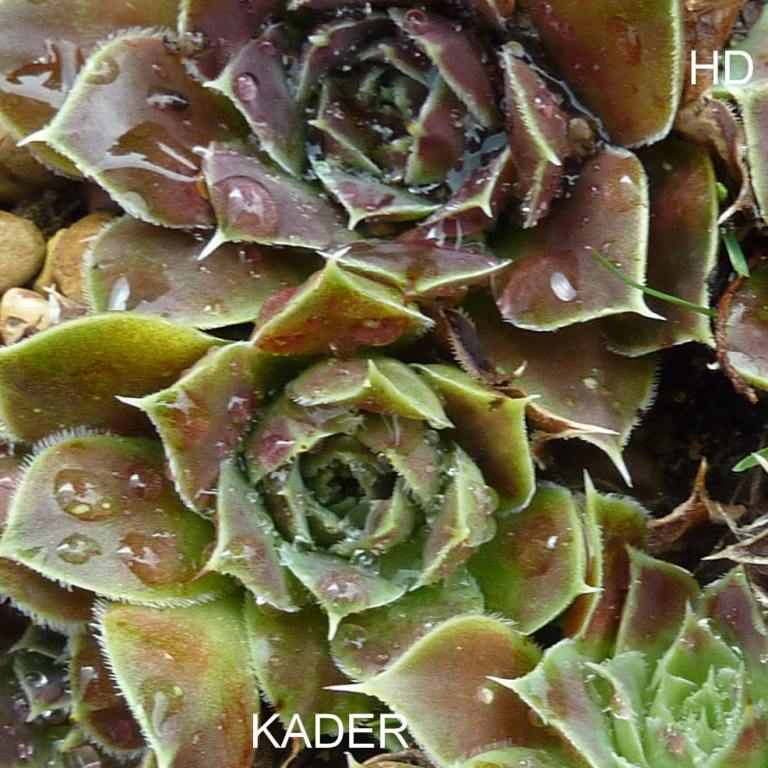 Kader / Jovi