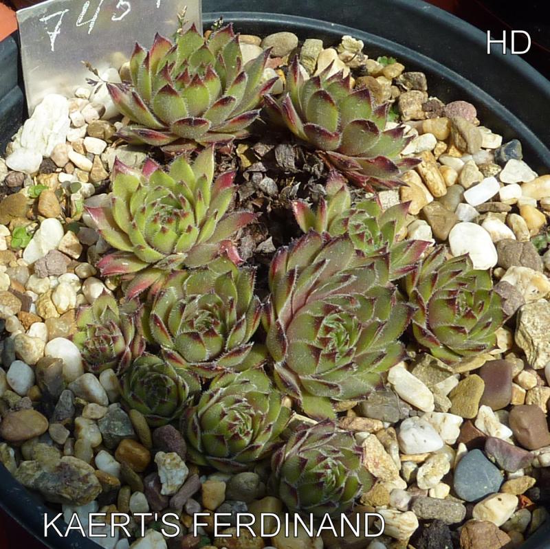 Kaerts Ferdinand