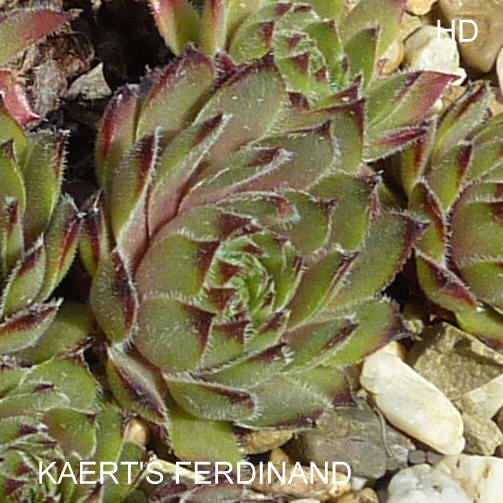 Kaerts Ferdinand