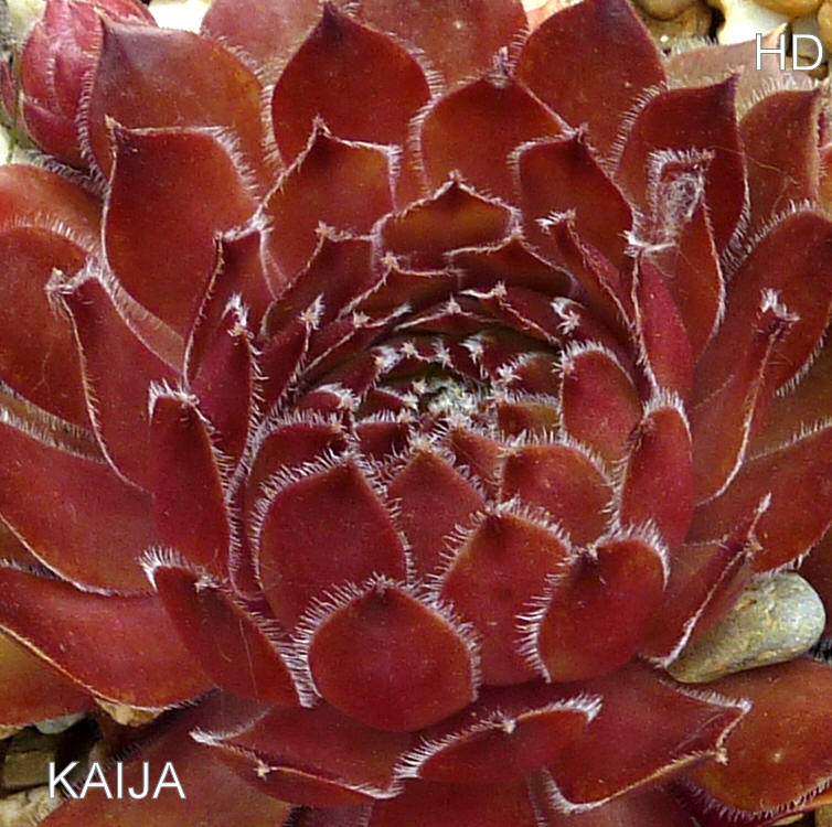 Kaija