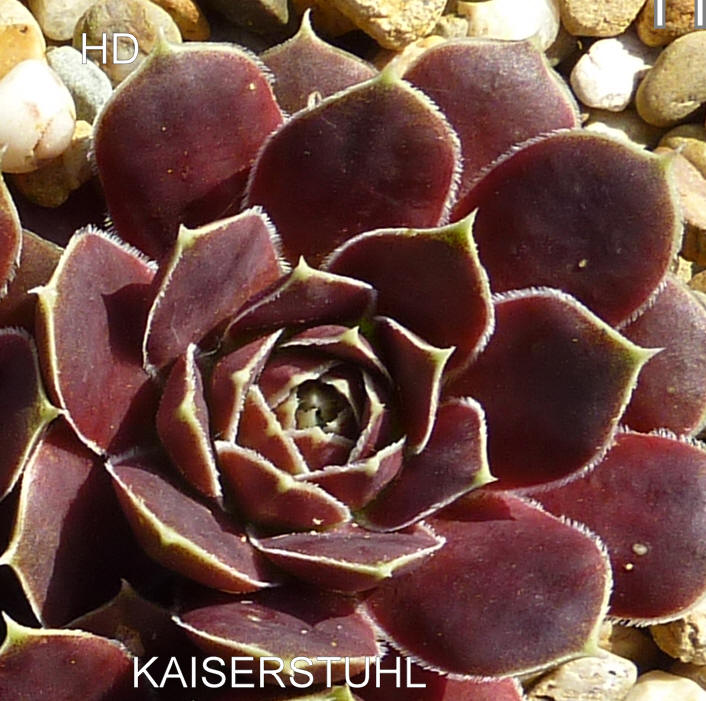 Kaiserstuhl / Jovi