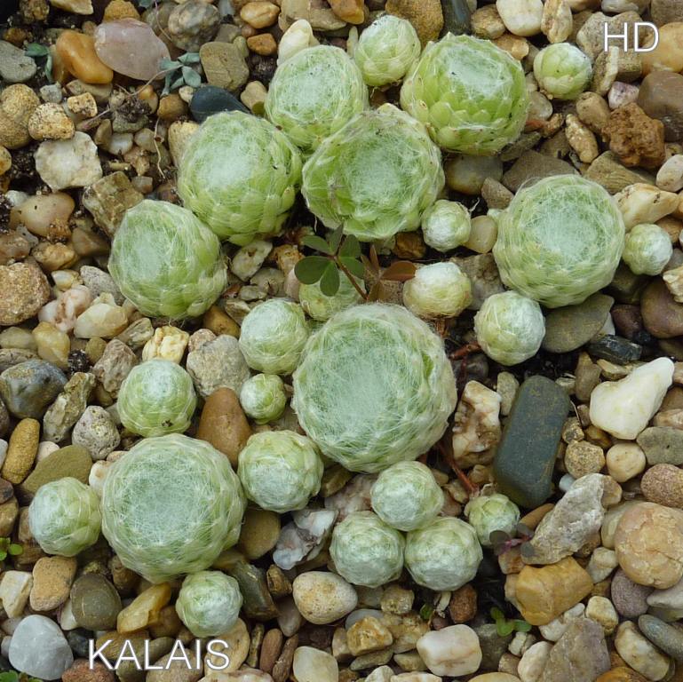 Kalais