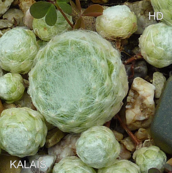Kalais