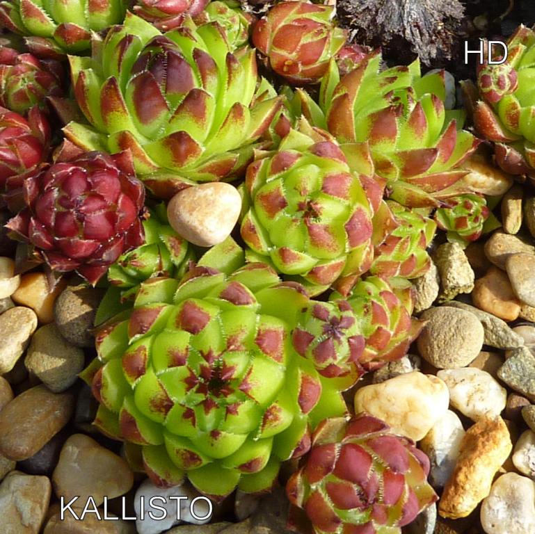 Kallisto / Jovi