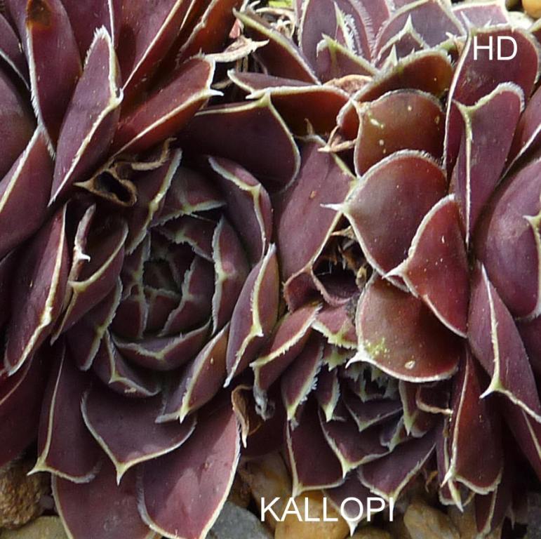 Kallopi / Jovi